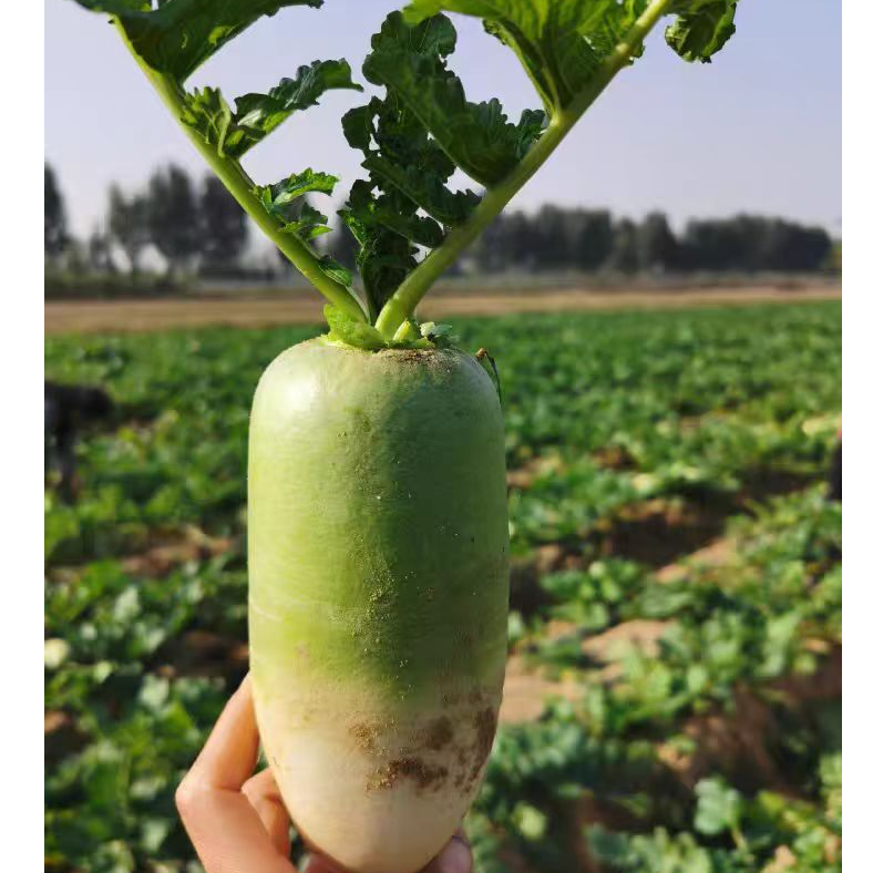 新鲜现挖青萝卜沙地种植可生吃凉拌炖汤炒菜清脆爽口