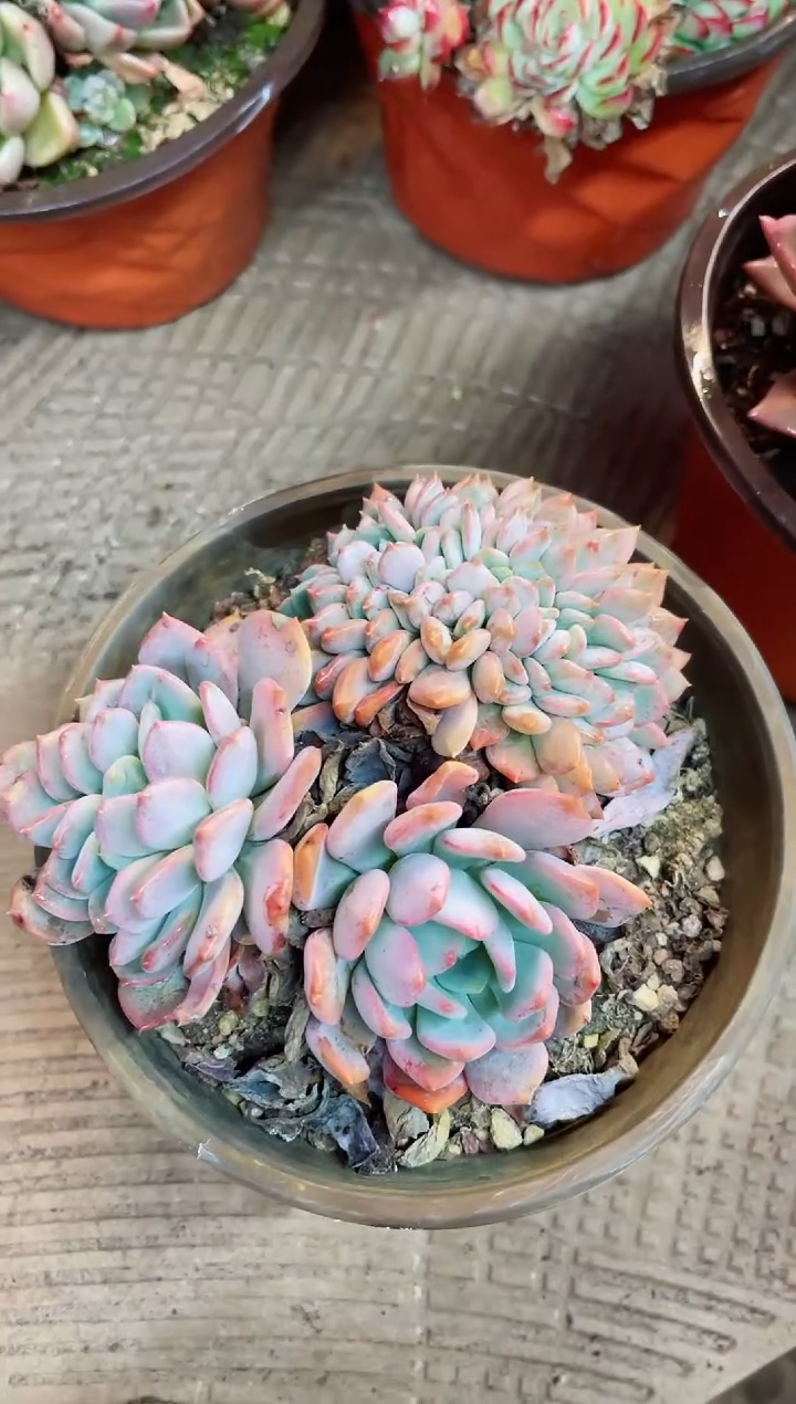 【闪购商品】23099