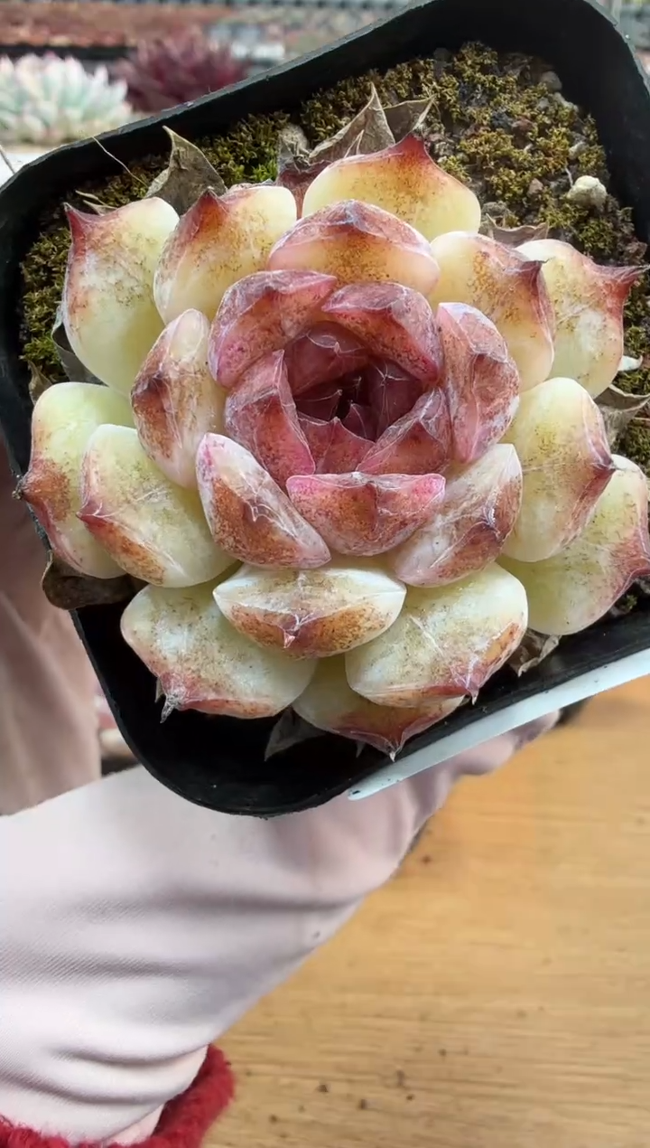 东云多肉园二店-169