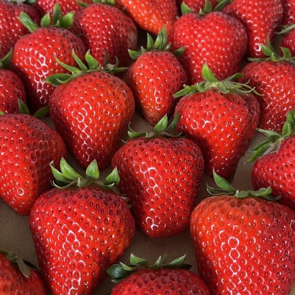 【一盒】红颜丹东99 草莓 500g