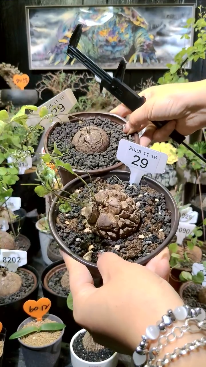 29号1116福利南非龟甲龙买一送一