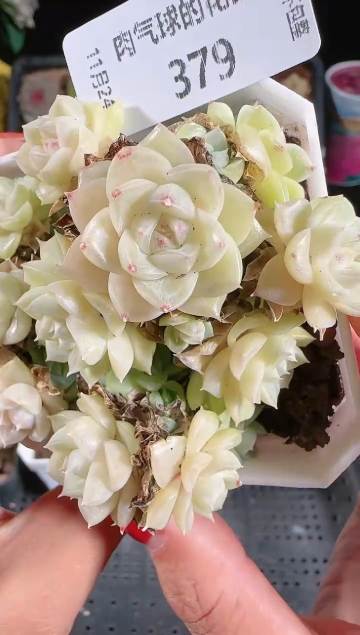 1124-379群生不包整