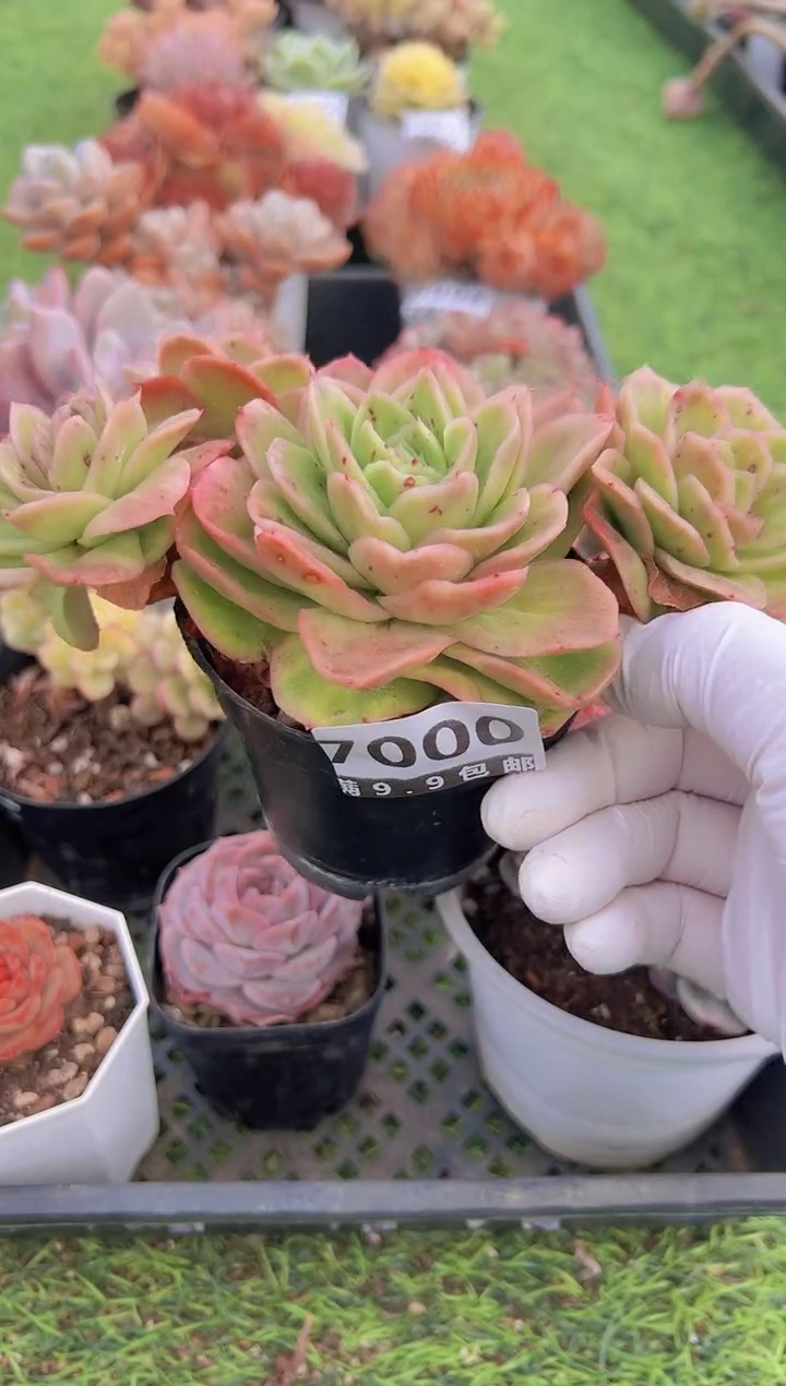 【闪购商品】信福多肉一物一拍