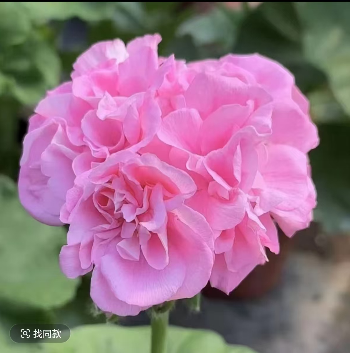 【劳拉宝石(不带花苞)】天竺葵粉紫色重瓣大花球，四季开花包对版。