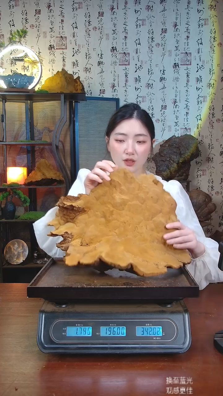 松针层孔菌中国大陆【藏区 野生】松树桑黄（3.39斤）40-50年份