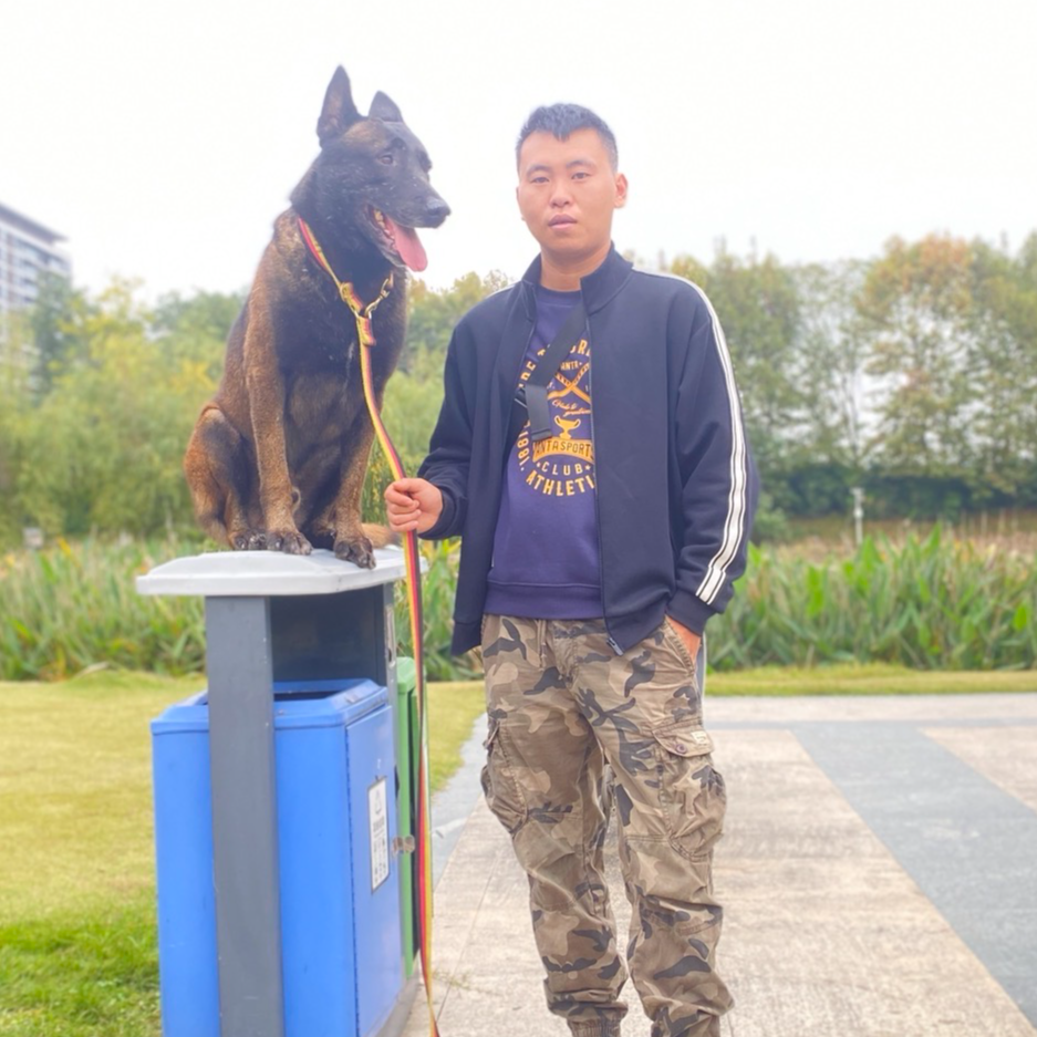 （新都小宋)马犬幼训狗狗活体