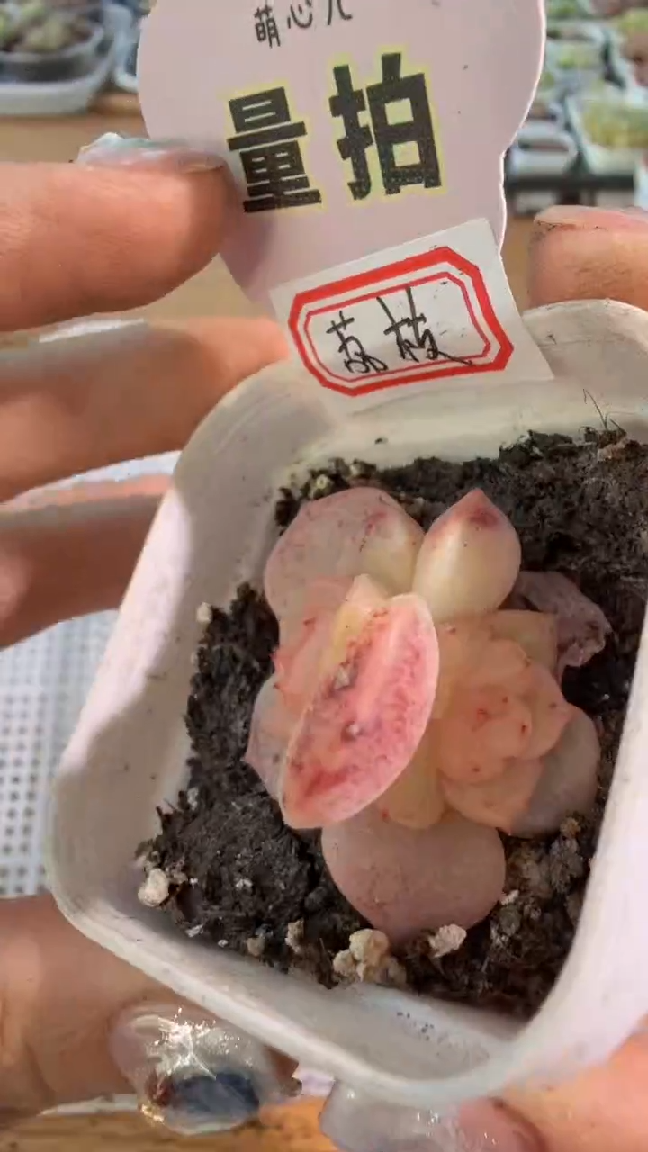 荔枝双头 五方一盆 量拍混发