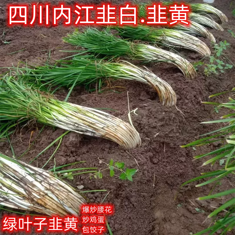 四川韭黄/韭白/农家蔬菜/现挖现发/盐帮菜优选