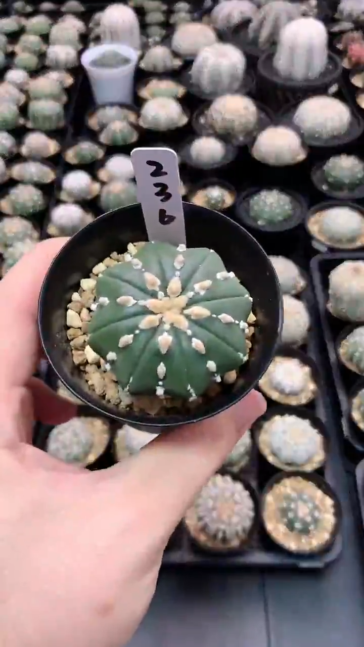 【闪购商品】编码236实生