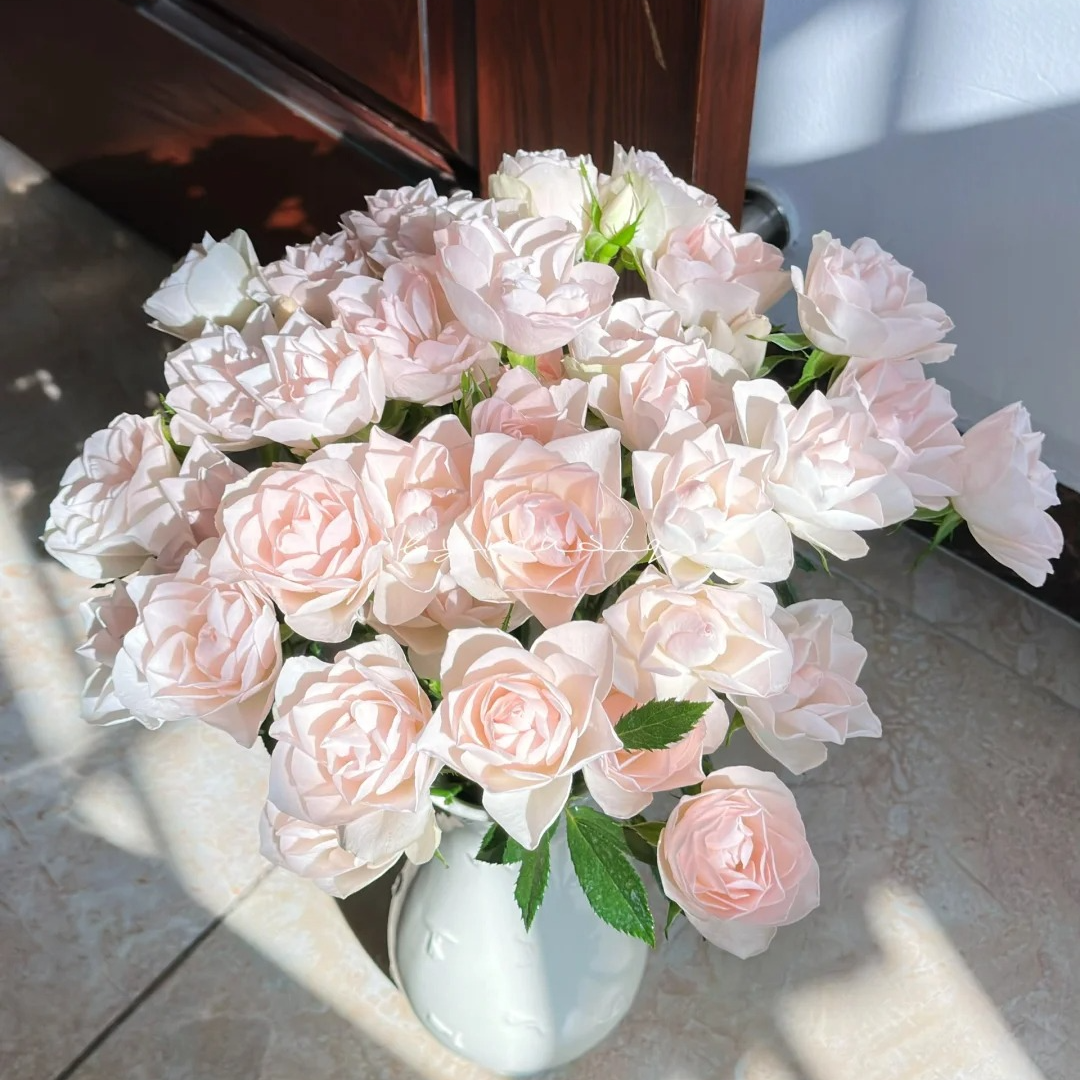 【莲花】多头玫瑰，0度以下未拍保温棉冻伤不售后