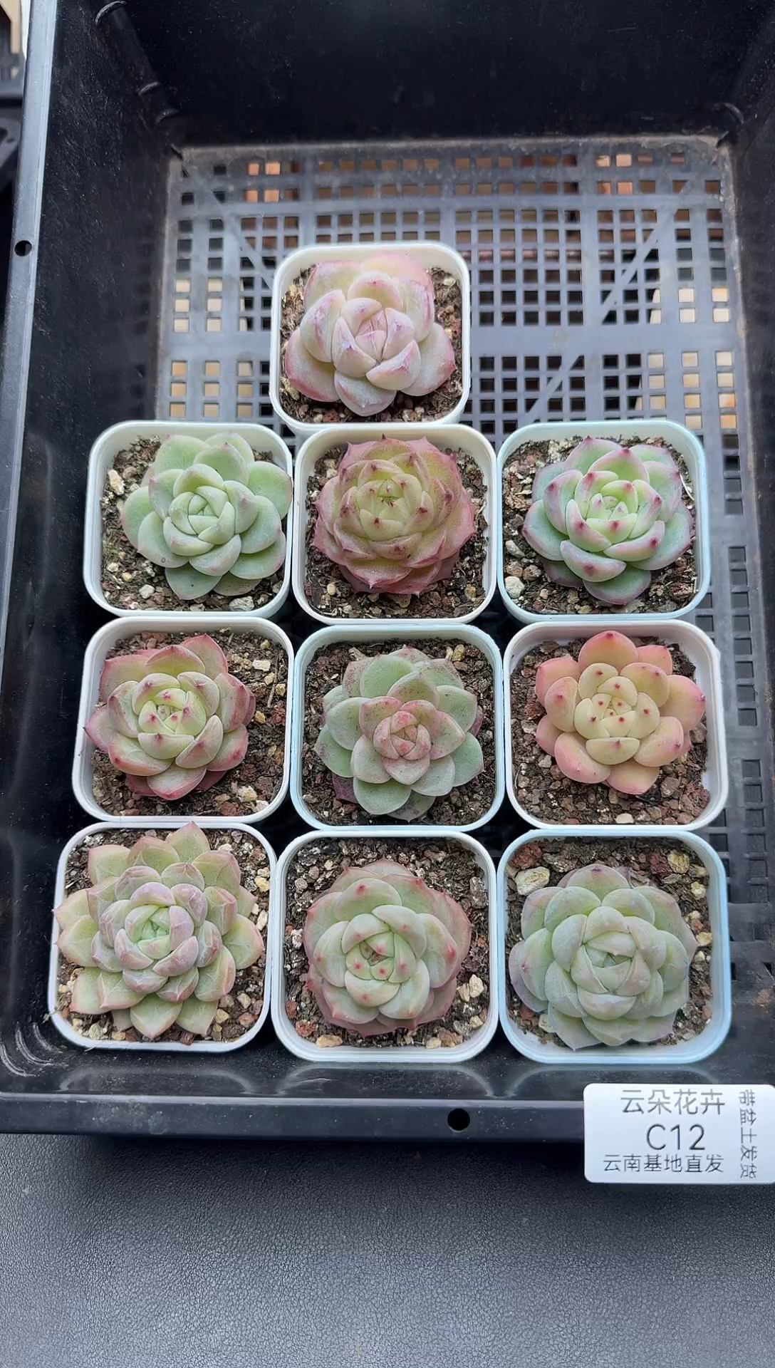 珍妮杂交多肉C13