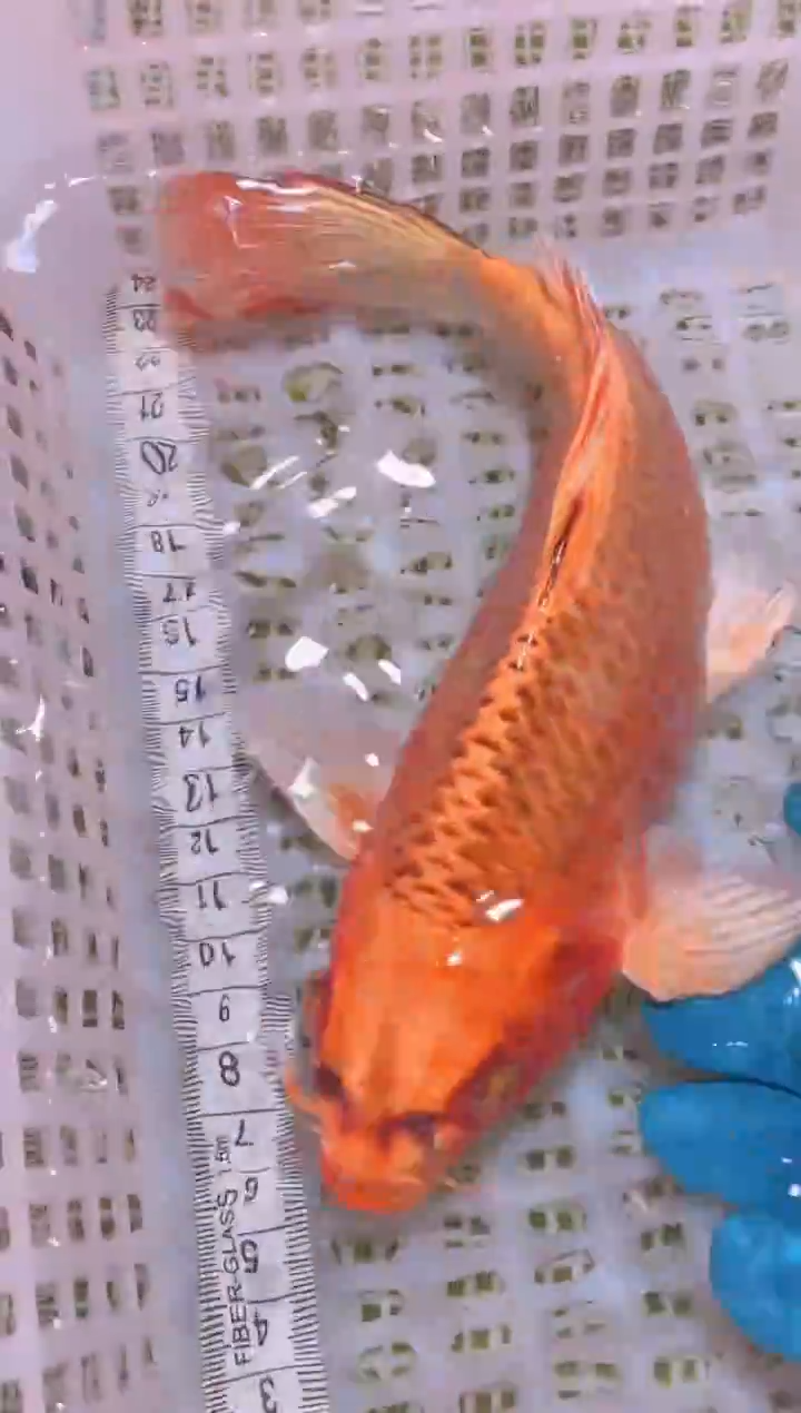 锦鲤冷水观赏鱼全场包邮14