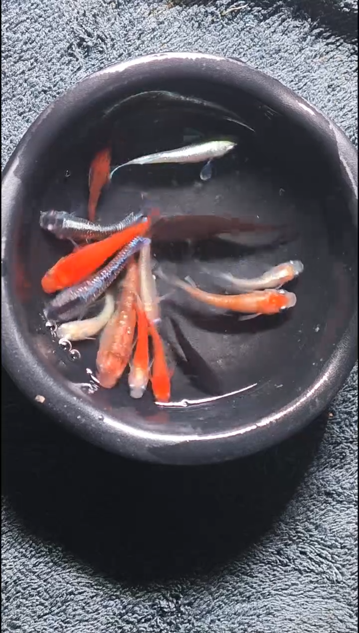 青鳉鱼观背青鳉19