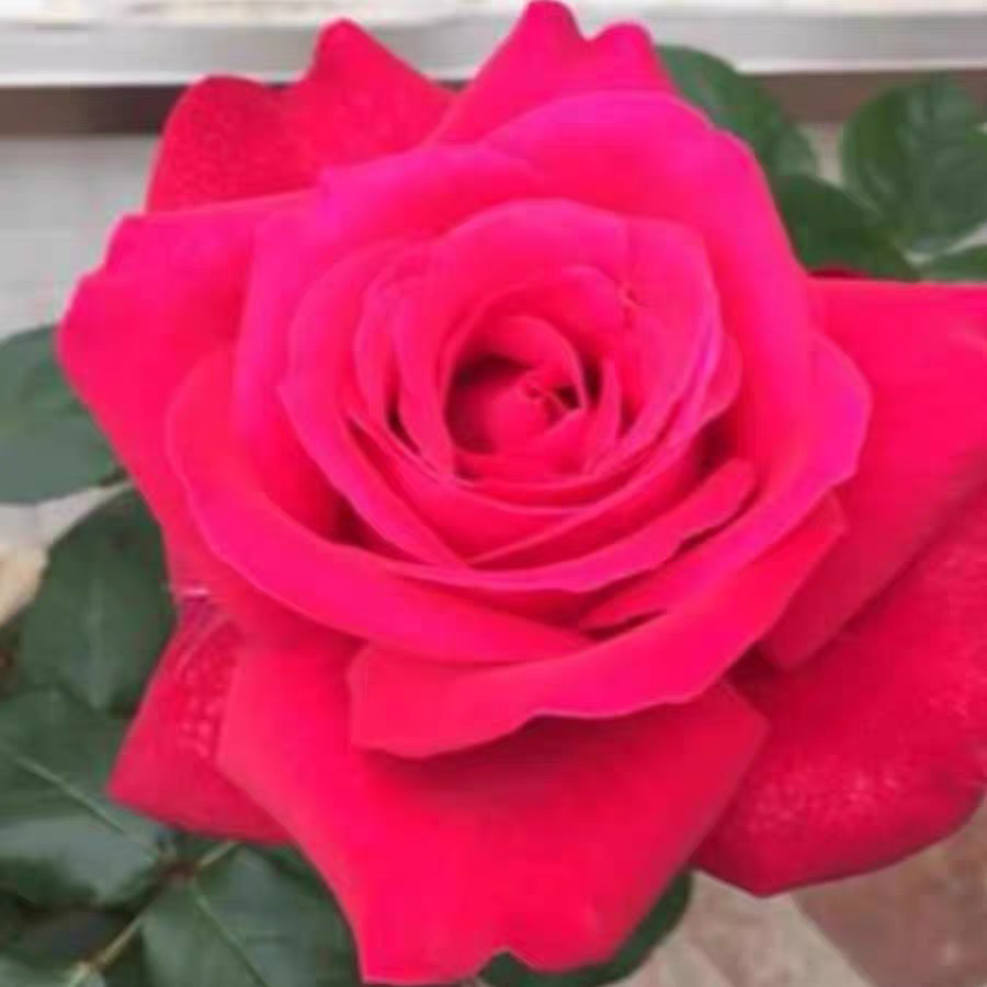 【亚克力红】月季花苗红色月季阳台绿植盆栽庭院勤花