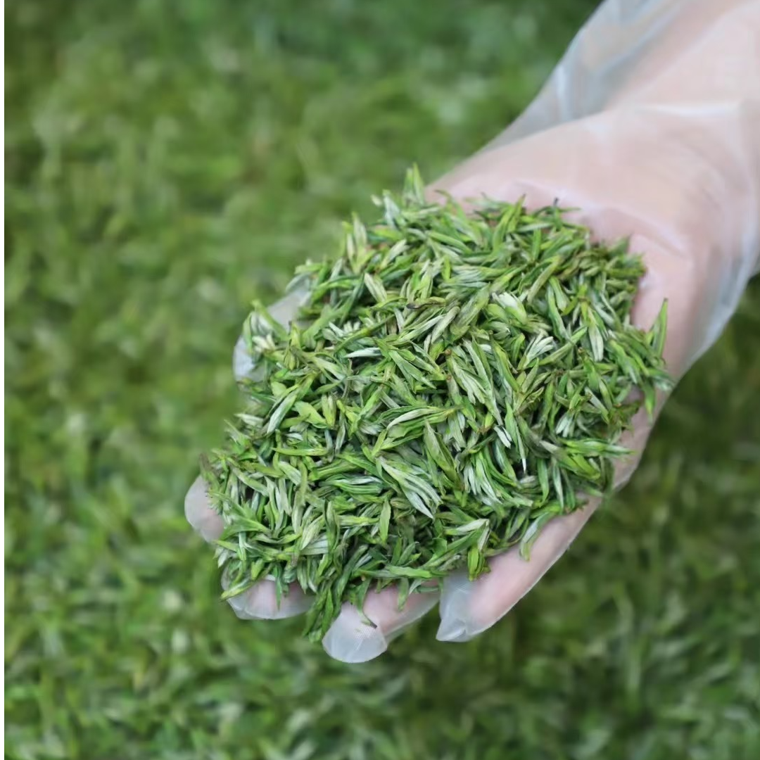 2025年新茶 高山小兰花 。明前春茶 兰花香