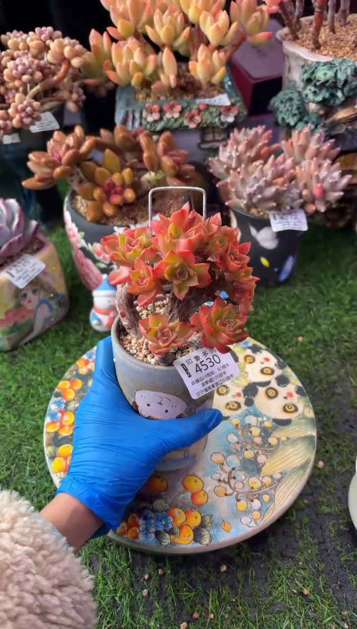 昆明印象多肉4530