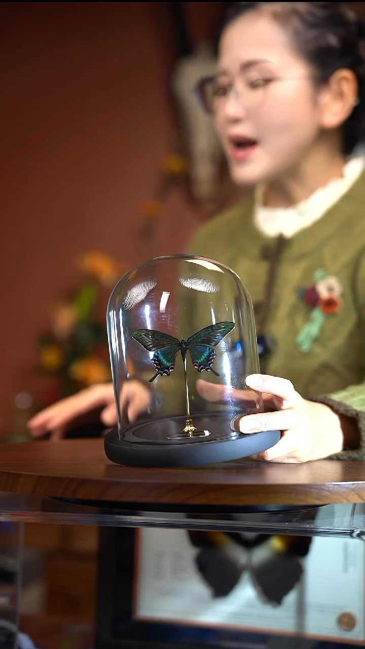 绿带翠凤蝶春型玻璃罩（常规）