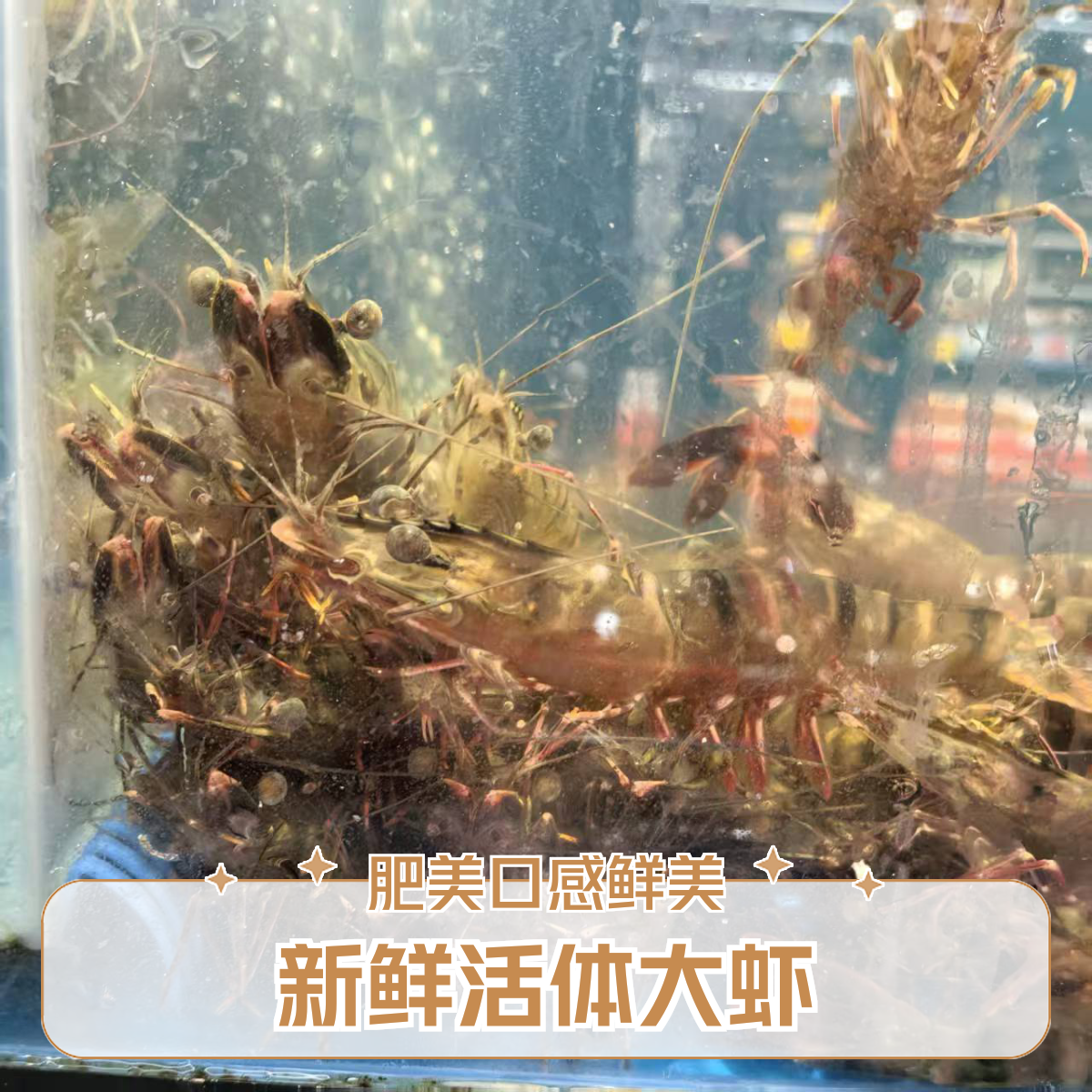 竹节虾500g(默认打氧发鲜活，不包活）