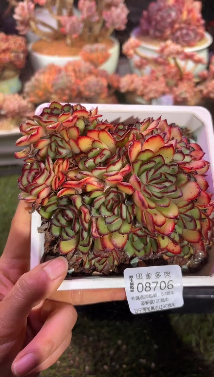 【闪购商品】08706