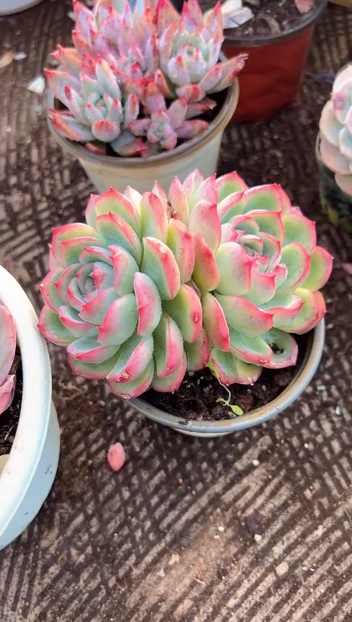 希*阿迷洲多肉花卉28295