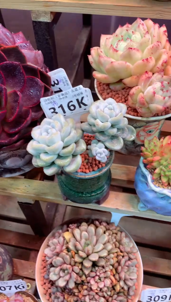 316K（一物一拍，精品多肉，所见即所得 ）