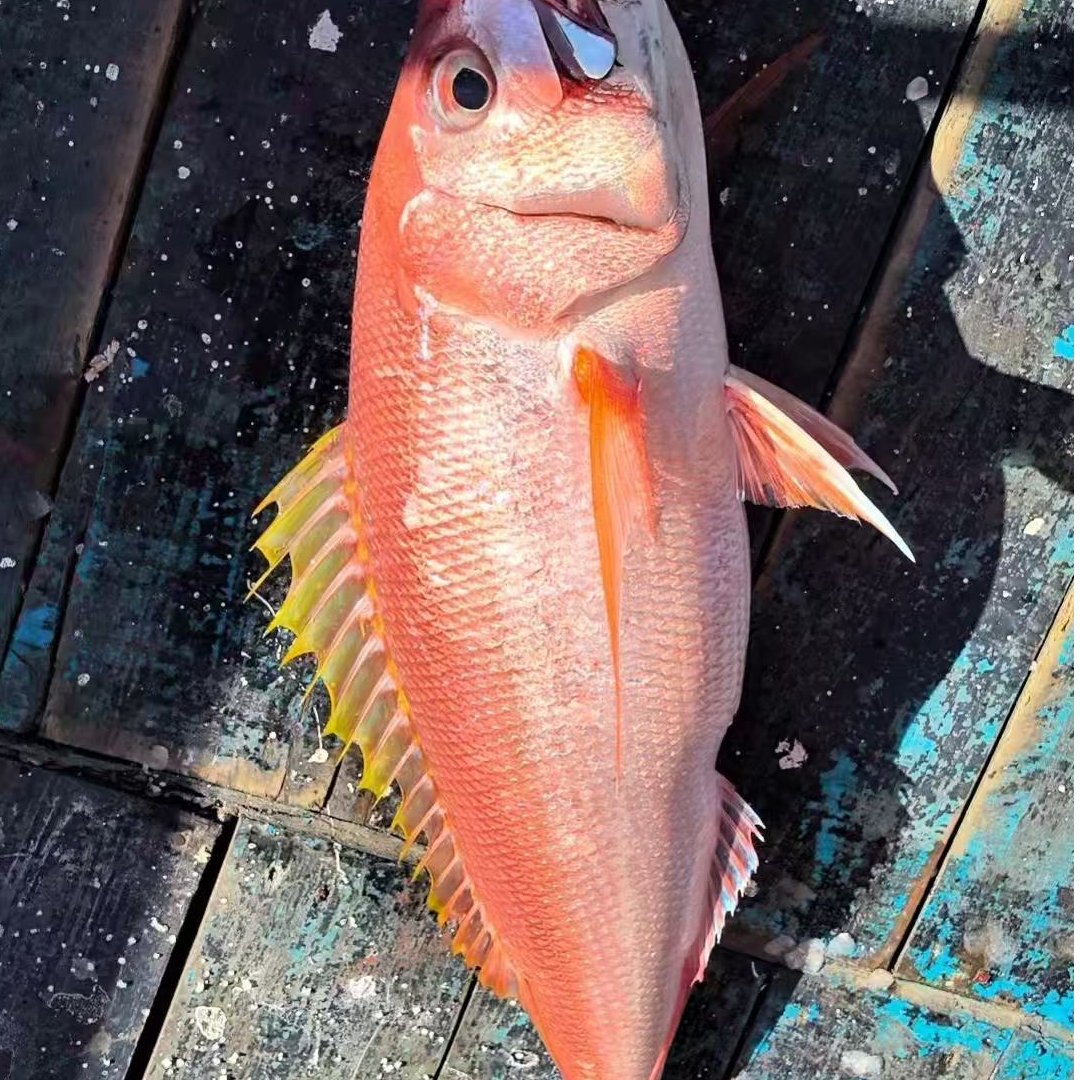 【大嘴叉】中砂群岛船钓大嘴叉、秀色细齿笛鲷冰鲜已排酸刺身级