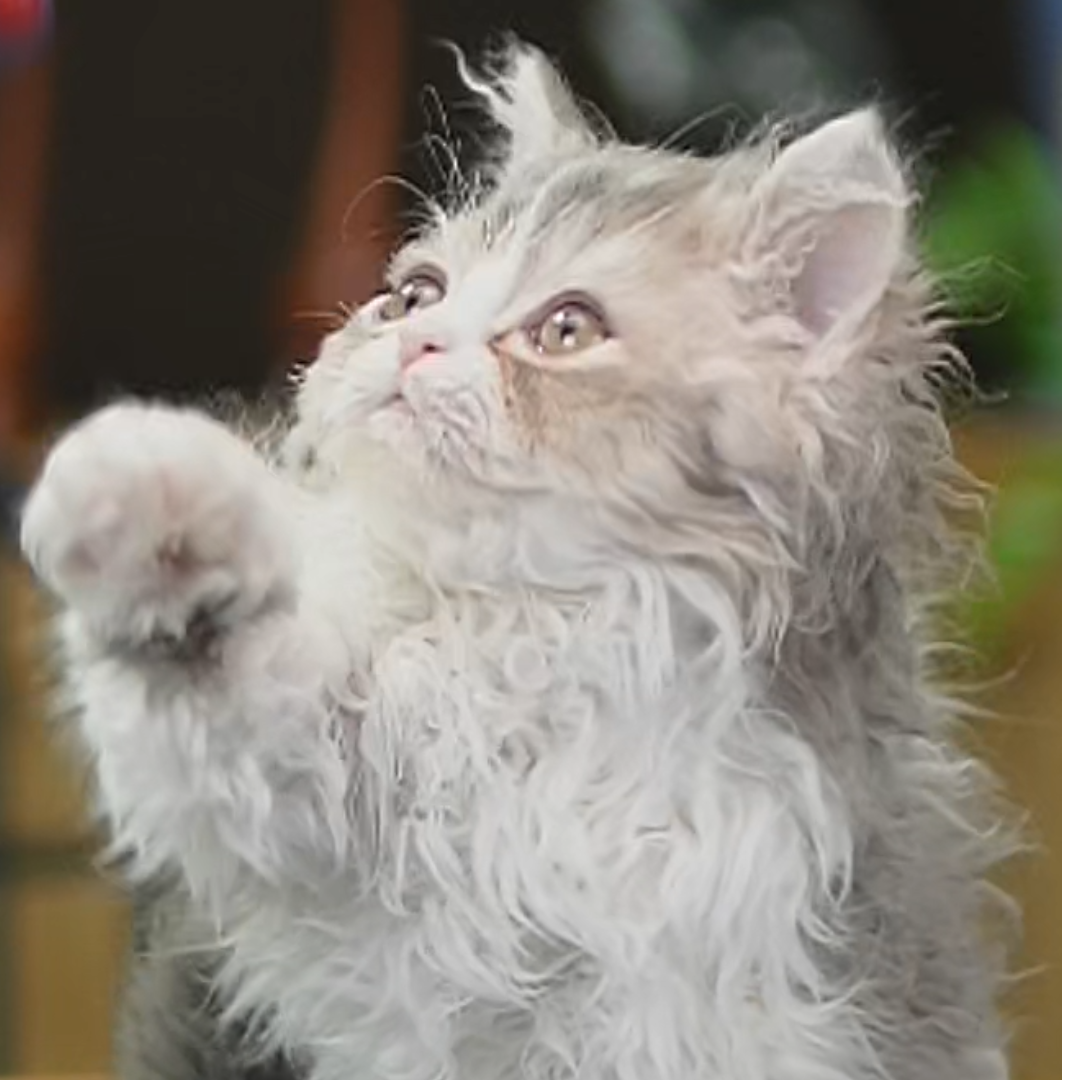 高品质赛尔凯克卷毛猫精品活体猫咪