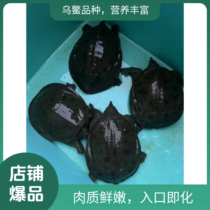 洪湖藕塘甲鱼 野外放养 乌鳖