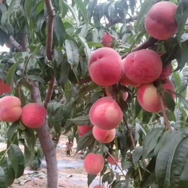 郑州果树研究所桃苗经典品种