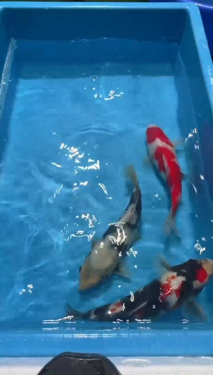 锦鲤红白大正昭和白写绯写