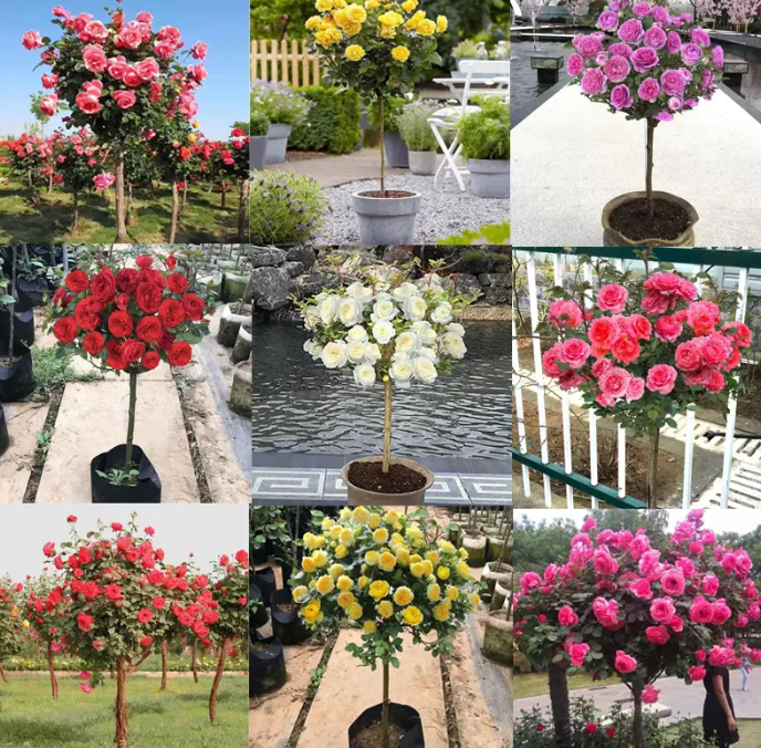 月季花卉盆栽地栽阳台嫁接棒棒糖树桩耐寒耐旱庭院