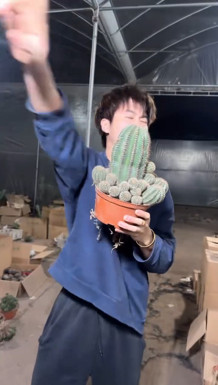 大金刚彩草 不指定带崽