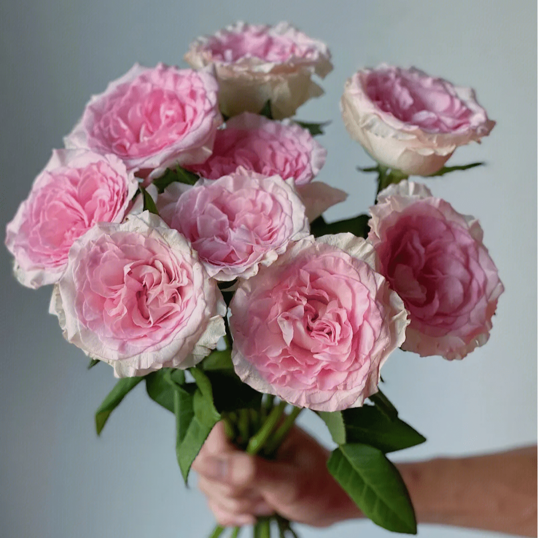 【品牌基地】【洛神玫瑰】同城明天到-全场任意满2单以上鲜花升级顺丰京东包邮