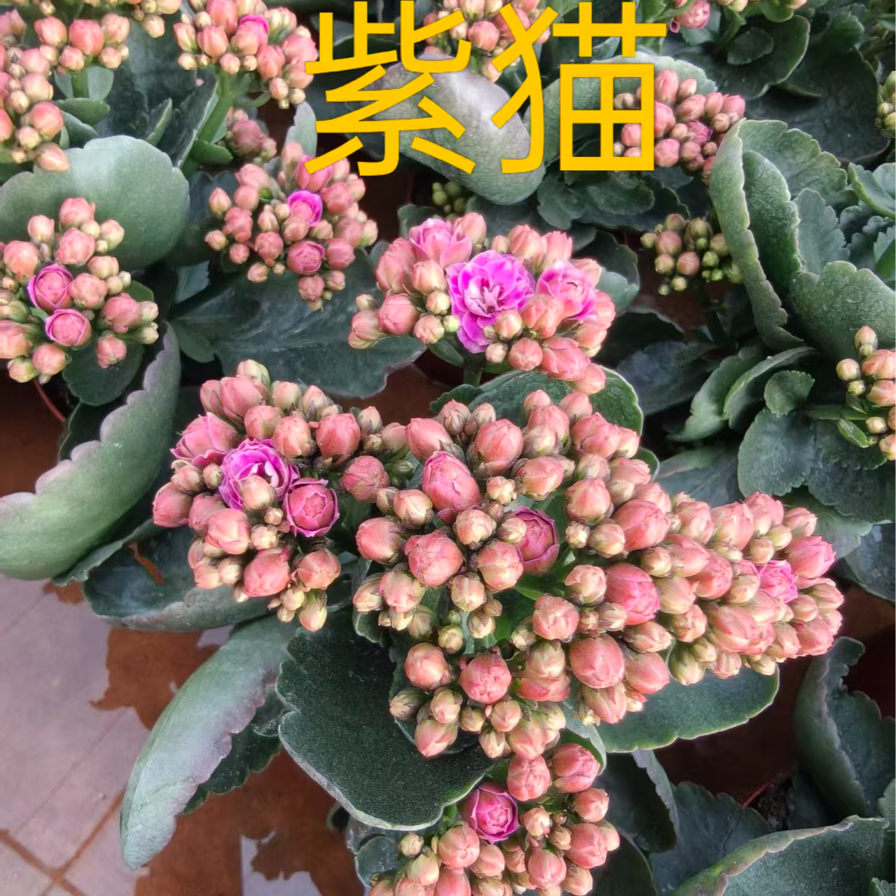 【紫色猫眼】110杯，整体高度20厘米以上