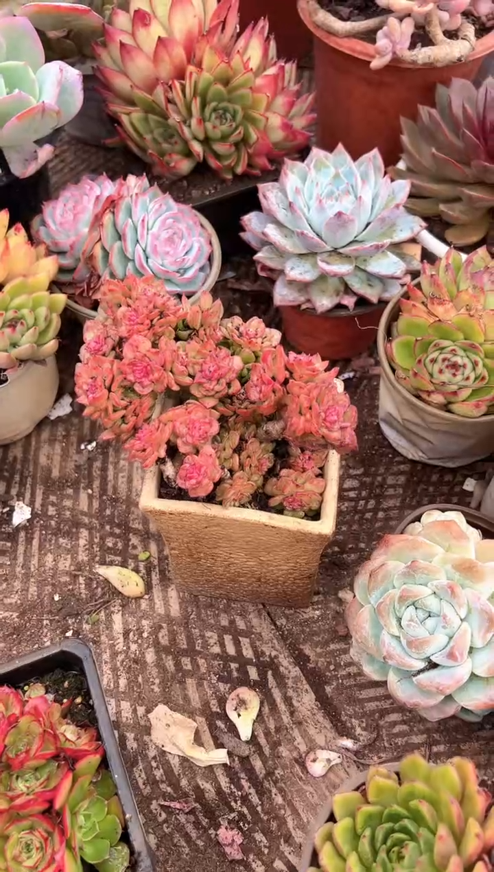 半**啡多肉植物一物一拍21246
