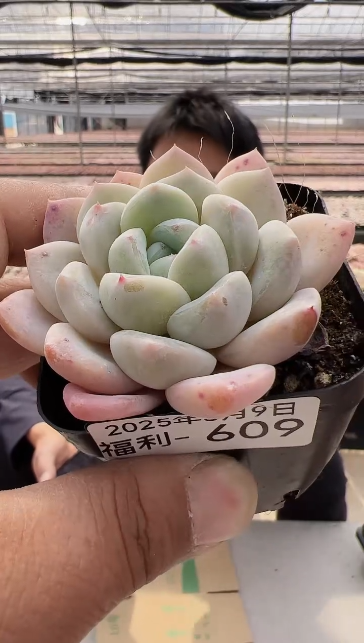 【闪购商品】新款多肉-56