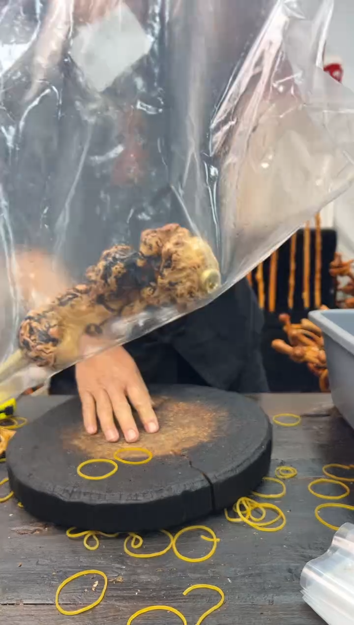 黑果木其他黑果木983