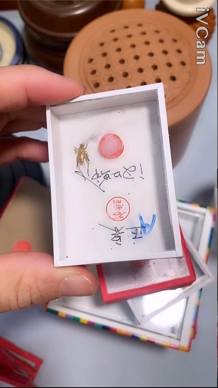 H*石老师一条大黄