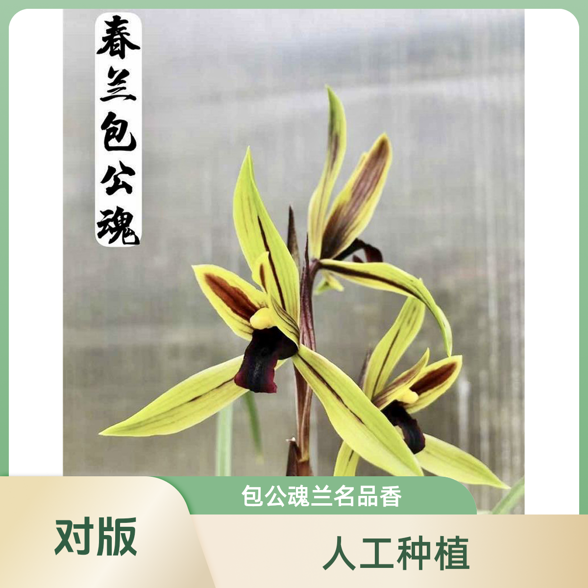 【包公魂】春兰名品 国兰2-3苗 高端兰花 花开浓香 人工种植