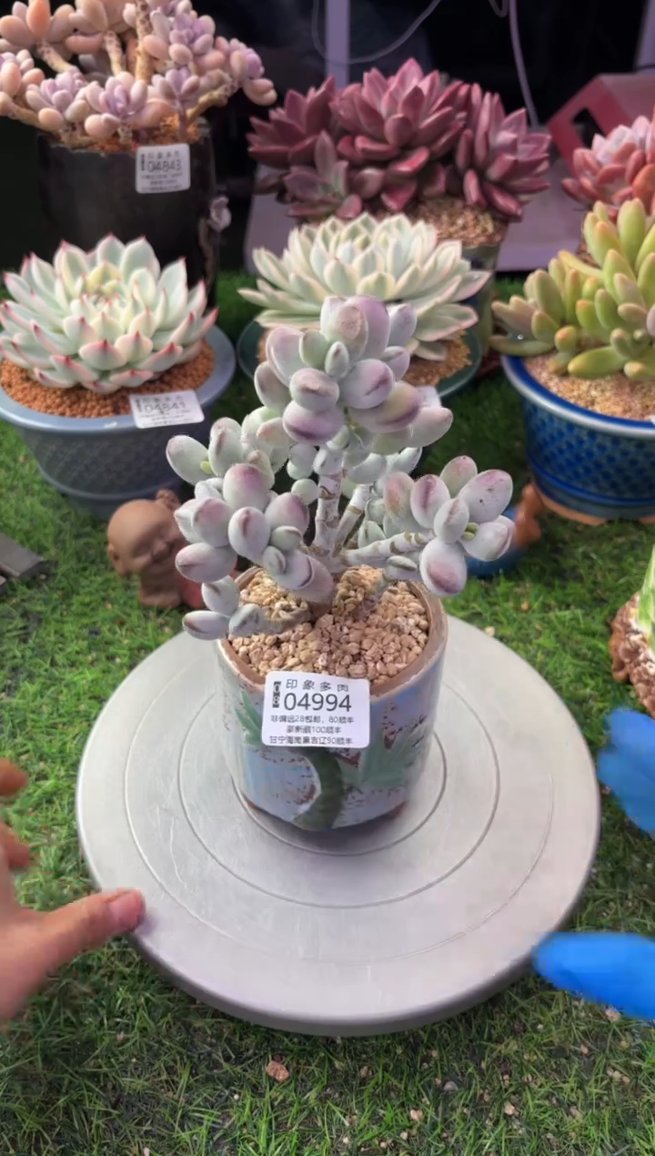 昆明印象多肉04994