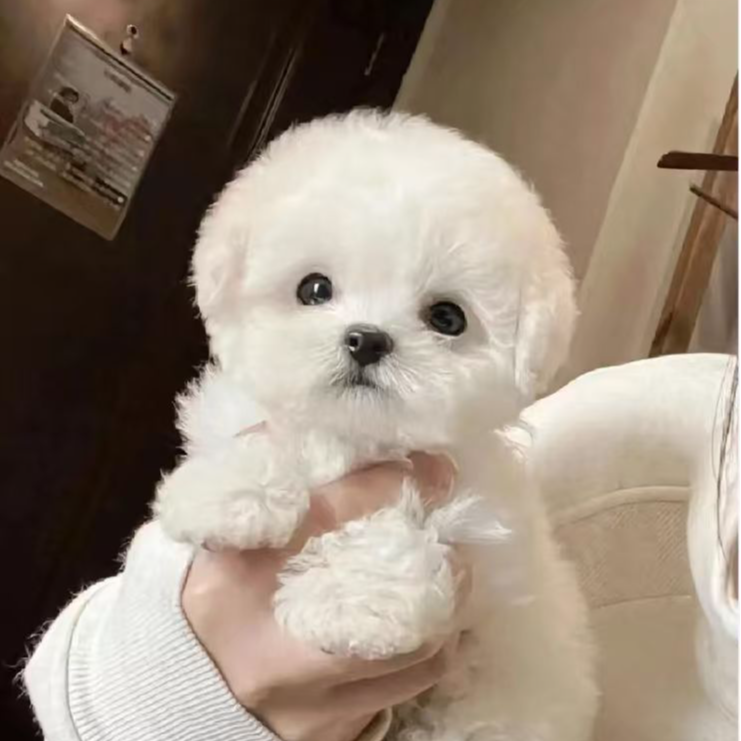 【小韩萌宠】比熊犬活体专属链接