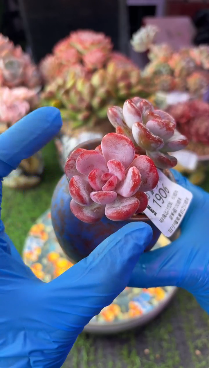 昆明印象多肉1906