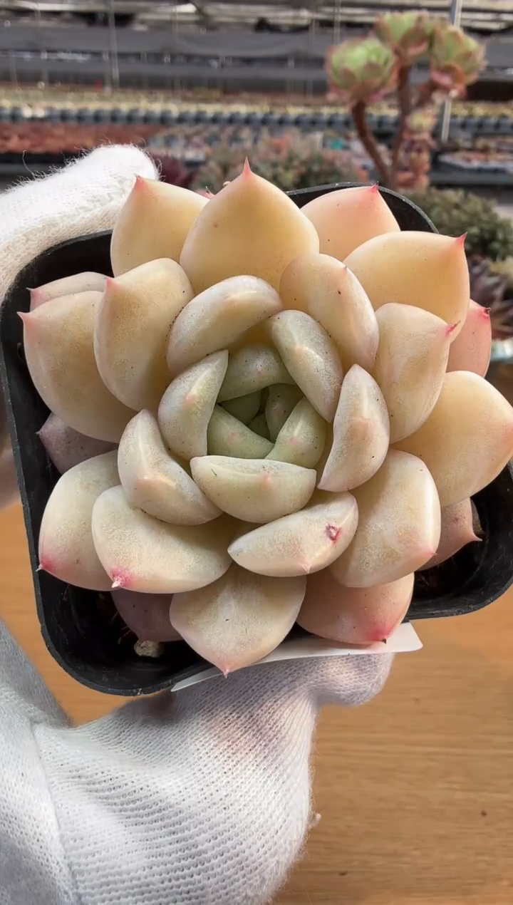 东云多肉园二店-218