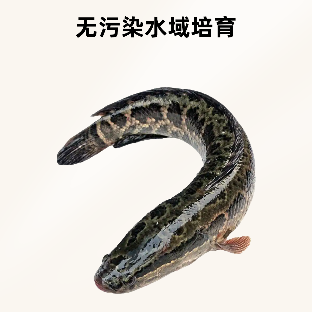 鲜活乌鱼一条  约2斤 （默认宰杀）