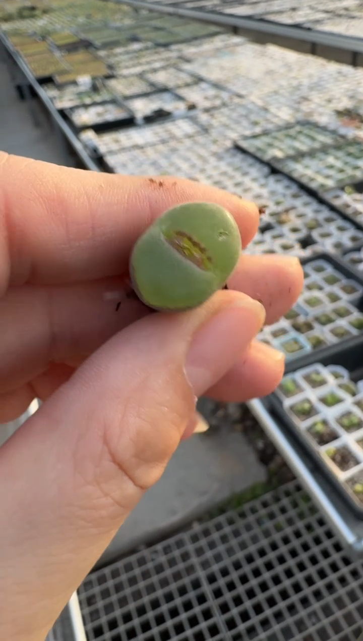 【闪购商品】3-77.