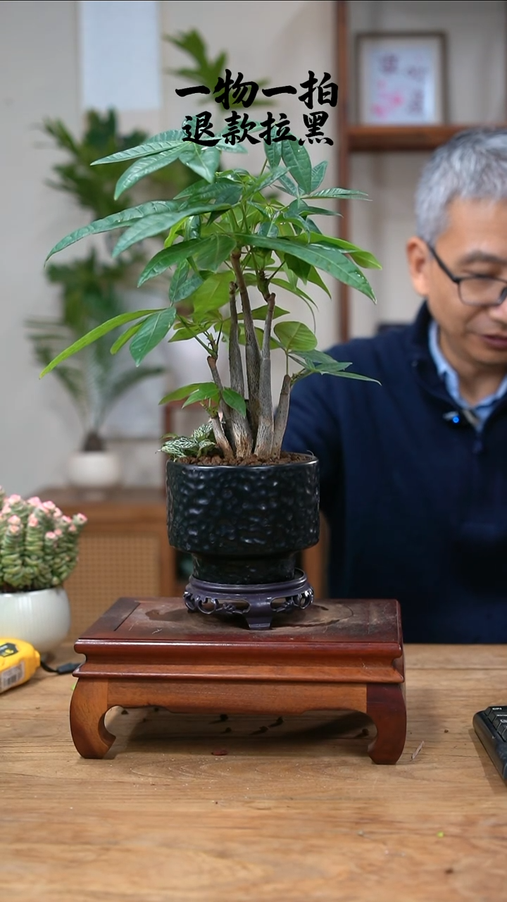 完全开放种****树发财树357