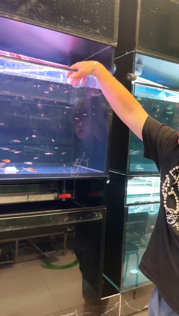 海水3条赤焰绿翡翠F1