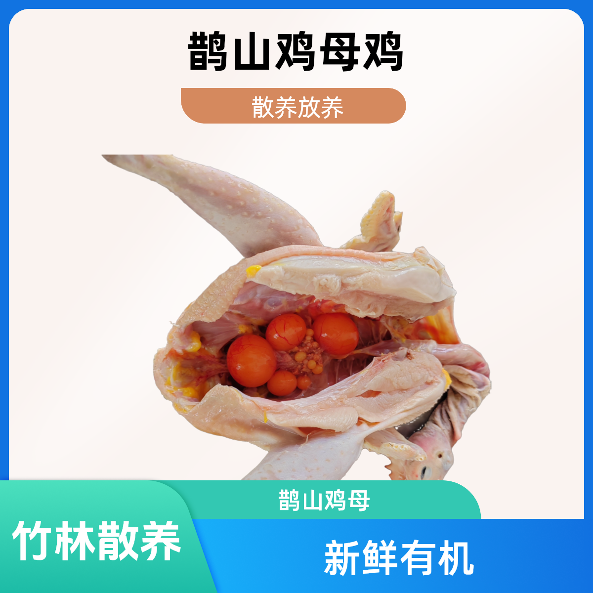 竹林放养鹊山鸡母鸡