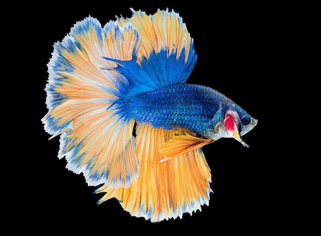 A4（73-96）泰国斗鱼小型热带观赏鱼（直播间选鱼）