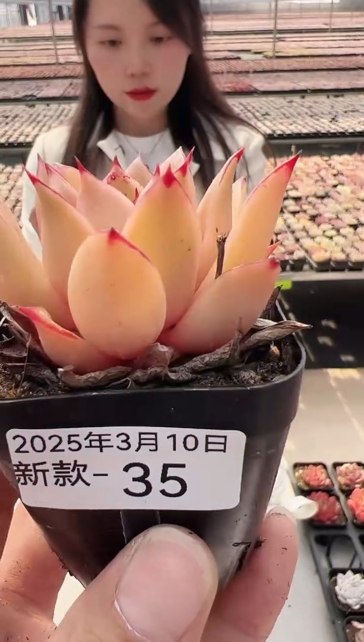 【闪购商品】新款多肉-35